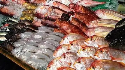 魚の画像